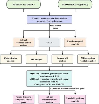 Identify novel therapeutic targets for type II diabetes and periodontitis: insights from single-cell analysis and Mendelian randomization analysis